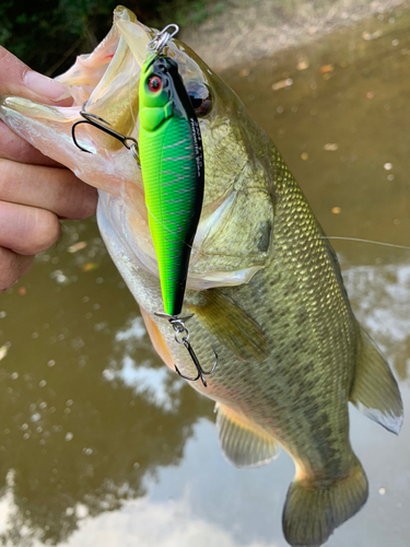 ラージマウスバスの釣果