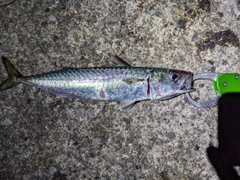 サバの釣果