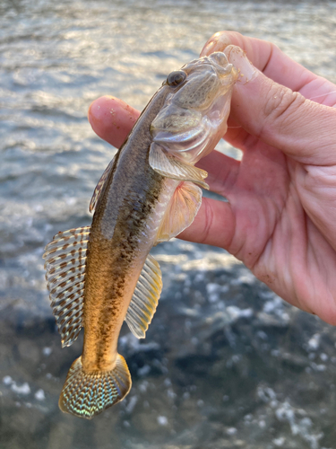 マハゼの釣果