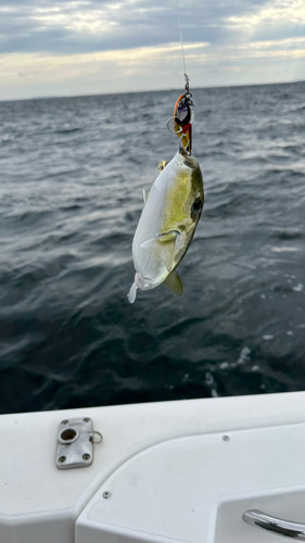 シロサバフグの釣果