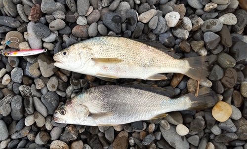 ニベの釣果