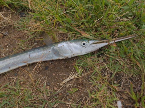 ダツの釣果