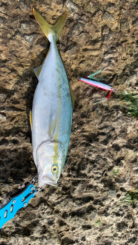 イナダの釣果