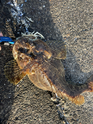 アイナメの釣果