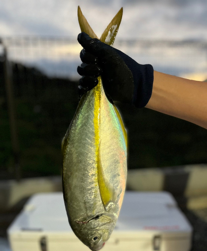 シマアジの釣果