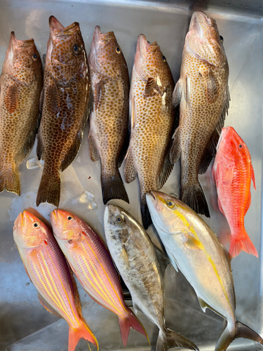 オオモンハタの釣果