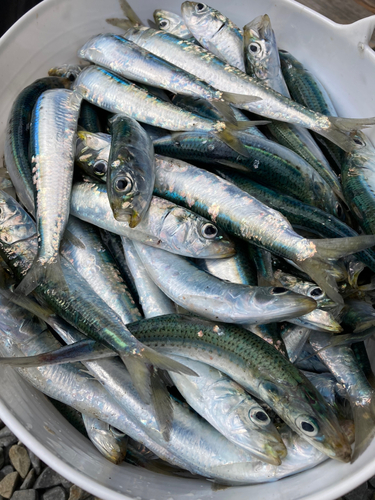 イワシの釣果