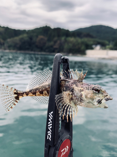 アナハゼの釣果