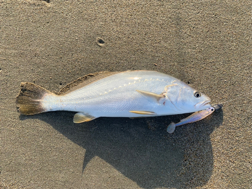 ニベの釣果