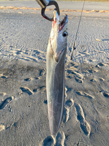 タチウオの釣果