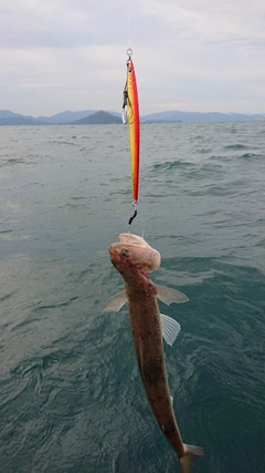 エソの釣果