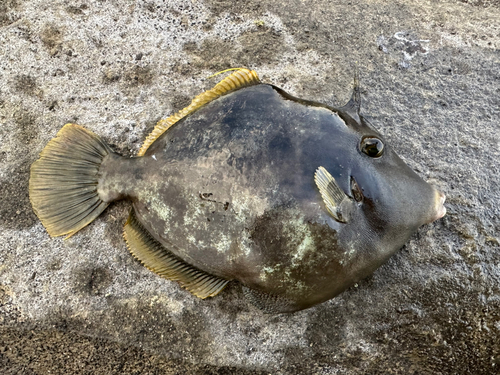 カワハギの釣果