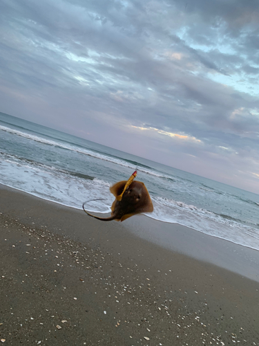 アカエイの釣果