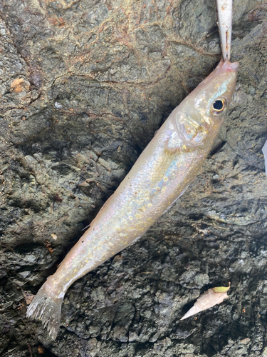 キスの釣果