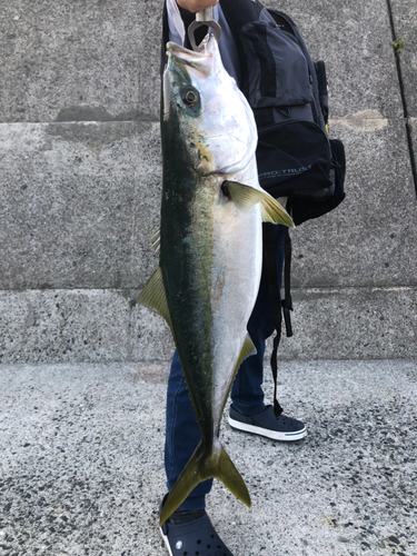 ハマチの釣果