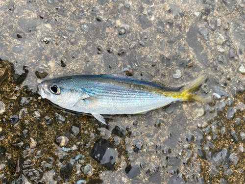 タカベの釣果