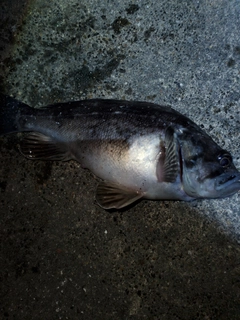 クロソイの釣果