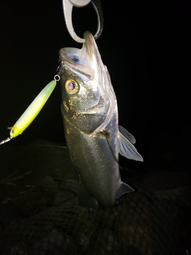 スズキの釣果