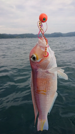 キアマダイの釣果