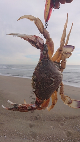 ワタリガニの釣果