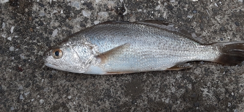 イシモチの釣果