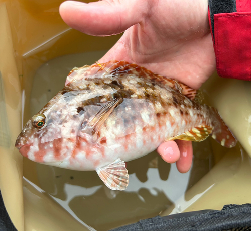 ブダイの釣果