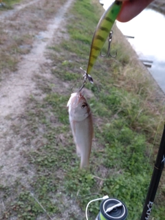 ハスの釣果