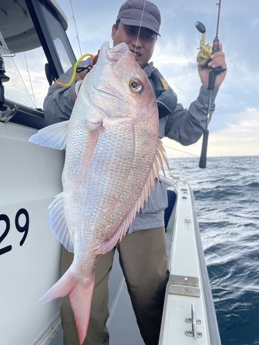 マダイの釣果