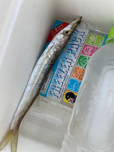 カマスの釣果