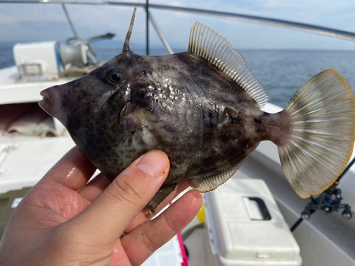 カワハギの釣果