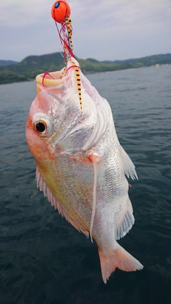 キダイの釣果