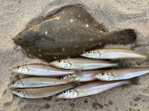 キスの釣果