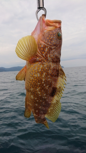 アコウの釣果