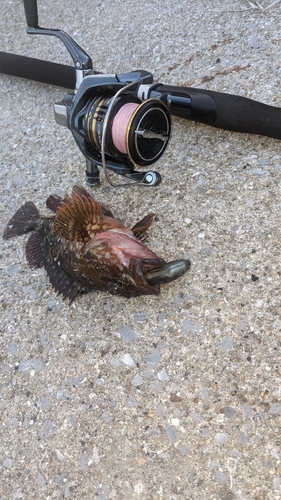 カサゴの釣果