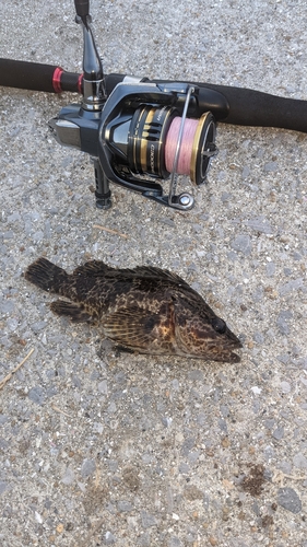 タケノコメバルの釣果