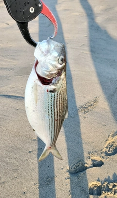 コノシロの釣果