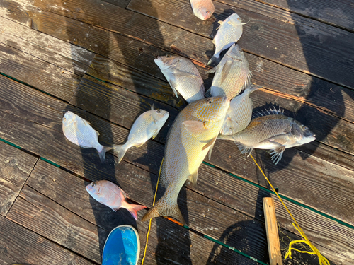 チヌの釣果