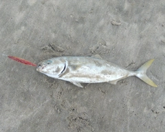 イナダの釣果