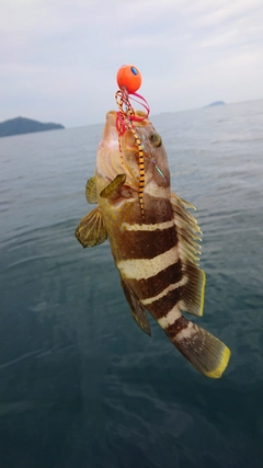 アオハタの釣果