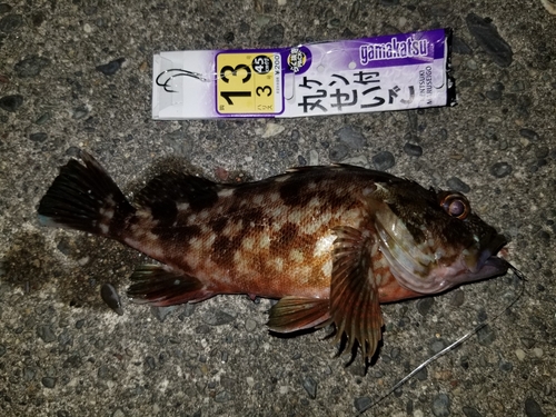 カサゴの釣果