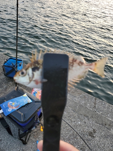 ショゴの釣果