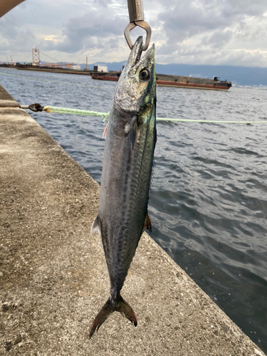 サゴシの釣果