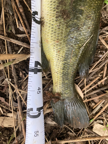 ブラックバスの釣果