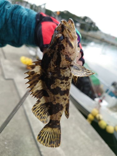 ベッコウゾイの釣果