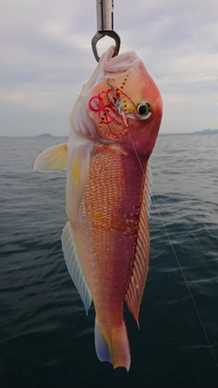 キアマダイの釣果