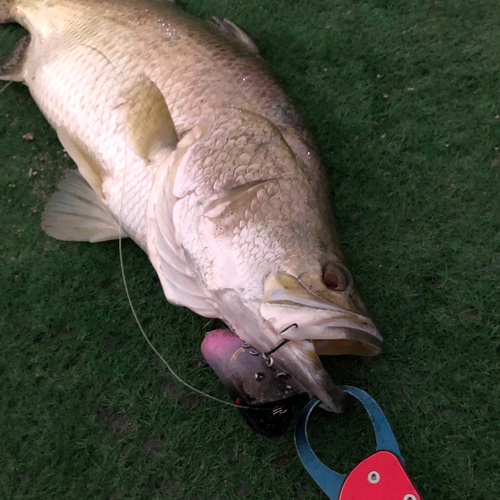 バラマンディの釣果