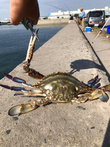 ガザミの釣果