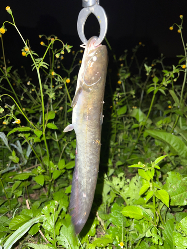 ナマズの釣果