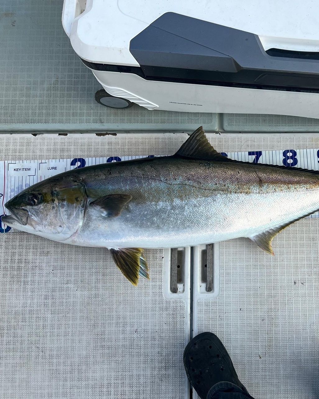 遊漁船たかくらさんの釣果 2枚目の画像