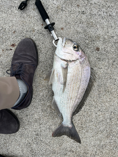 ヘダイの釣果